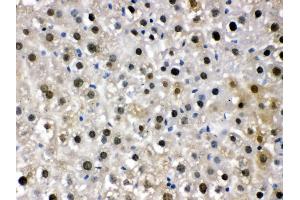 Anti-DDB1 Picoband antibody, IHC(P) IHC(P): Mouse Liver Tissue