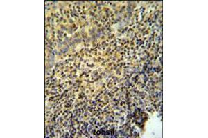 WAS Antibody IHC analysis in formalin fixed and paraffin embedded tonsil tissue followed by peroxidase conjugation of the secondary antibody and DAB staining. (WASP 抗体  (AA 116-144))