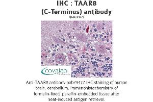 Image no. 2 for anti-Trace Amine Associated Receptor 8 (TAAR8) (C-Term) antibody (ABIN1739866)
