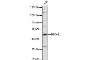 Western blot analysis of extracts of LO2 cells, using NEC antibody (ABIN7268788) at 1:1000 dilution. (NECAB1 抗体  (AA 1-351))