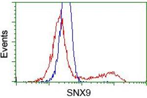 Image no. 1 for anti-Sorting Nexin 9 (SNX9) antibody (ABIN1501047) (SNX9 抗体)