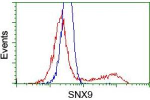Image no. 1 for anti-Sorting Nexin 9 (SNX9) antibody (ABIN1501047) (SNX9 抗体)