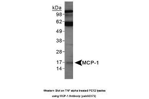 Image no. 1 for anti-Chemokine (C-C Motif) Ligand 2 (CCL2) (AA 15-40) antibody (ABIN363682) (CCL2 抗体  (AA 15-40))