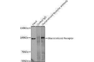 Immunoprecipitation (IP) image for anti-Nuclear Receptor Subfamily 3, Group C, Member 1 (Glucocorticoid Receptor) (NR3C1) antibody (ABIN7269016)