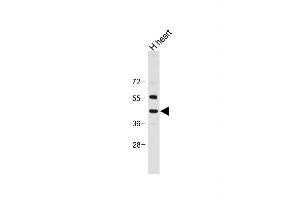 Anti-NEU2 Antibody (N-term) at 1:2000 dilution + Human heart tissue lysate Lysates/proteins at 20 μg per lane. (NEU2 抗体  (N-Term))