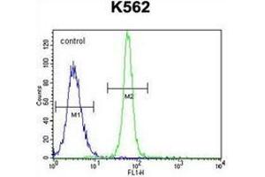 Flow cytometric analysis of K562 cells using LRIT1 Antibody (C-term) Cat. (LRIT1 抗体  (C-Term))