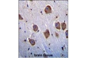 NT5DC4 Antibody (Center) (ABIN655355 and ABIN2844914) immunohistochemistry analysis in formalin fixed and paraffin embedded human brain tissue followed by peroxidase conjugation of the secondary antibody and DAB staining. (NT5DC4 抗体  (AA 172-200))