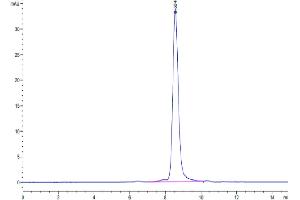 Size-exclusion chromatography-High Pressure Liquid Chromatography (SEC-HPLC) image for Matrix-Remodelling Associated 8 (MXRA8) (AA 20-341) protein (His tag) (ABIN7275302)