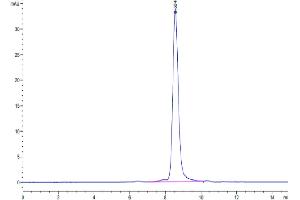 The purity of Human MXRA8 is greater than 95 % as determined by SEC-HPLC. (MXRA8 Protein (AA 20-341) (His tag))