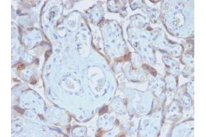 Formalin-fixed, paraffin-embedded human Placenta stained with TIMP2 Rabbit Recombinant Monoclonal Antibody (TIMP2/2488R). (Recombinant TIMP2 抗体  (N-Term))