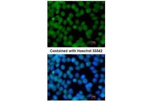 ICC/IF Image Immunofluorescence analysis of paraformaldehyde-fixed mouse ESC D3, using Flightless I, antibody at 1:200 dilution. (Flightless I 抗体  (Internal Region))