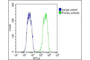 Overlay histogram showing Hela cells stained with (ABIN6242906 and ABIN6578758)(green line). (OVGP1 抗体  (AA 107-137))