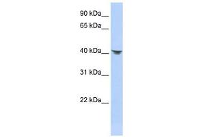 Septin 2 antibody used at 1 ug/ml to detect target protein. (Septin 2 抗体  (N-Term))