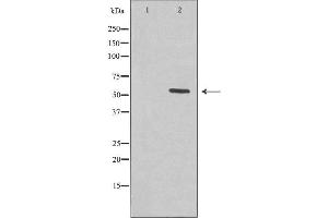 Western blot analysis of extracts from HepG2 cells, using KCNS2 antibody. (KCNS2 抗体  (Internal Region))
