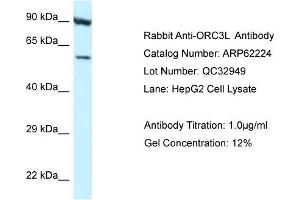 Western Blotting (WB) image for anti-Origin Recognition Complex, Subunit 3 (ORC3) (N-Term) antibody (ABIN971328) (ORC3 抗体  (N-Term))