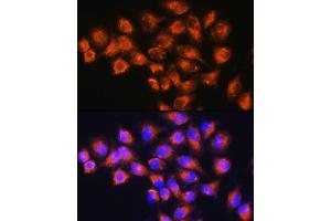 Immunofluorescence analysis of HeLa cells using NPB Rabbit pAb (ABIN7268885) at dilution of 1:100. (Neuropeptide B 抗体  (AA 1-125))