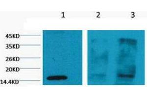 Western Blot (WB) analysis of 1) HeLa, 2) Rat Testis tissue, 3) Raw 264. (Histone 3 抗体  (H3K4me3))