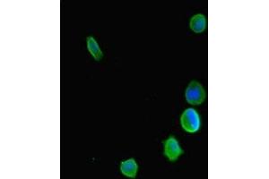 Immunofluorescent analysis of MCF-7 cells using ABIN7158712 at dilution of 1:100 and Alexa Fluor 488-congugated AffiniPure Goat Anti-Rabbit IgG(H+L) (KDM5C 抗体  (AA 45-324))