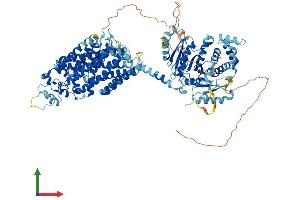 Protein Structure (PS) image for Solute Carrier Family 12 (Sodium/Chloride Transporters), Member 3 (SLC12A3) (AA 1-1021) protein (His tag) (ABIN7555341)