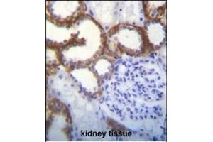 TMEM150B Antibody (N-term) (ABIN655346 and ABIN2844909) immunohistochemistry analysis in formalin fixed and paraffin embedded human kidney tissue followed by peroxidase conjugation of the secondary antibody and DAB staining. (TMEM150B 抗体  (N-Term))