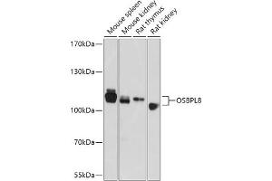 OSBPL8 抗体  (AA 1-110)