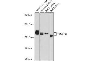 Western blot analysis of extracts of various cell lines, using OSBPL8 antibody (ABIN7269139) at 1:1000 dilution. (OSBPL8 抗体  (AA 1-110))