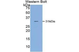 Complement C2 antibody  (AA 245-451)