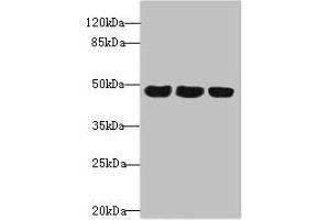 TXNDC5 抗体  (AA 1-324)
