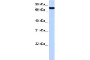 Western Blotting (WB) image for anti-Zinc Finger Protein 33A (ZNF33A) antibody (ABIN2463434) (ZNF33A 抗体)