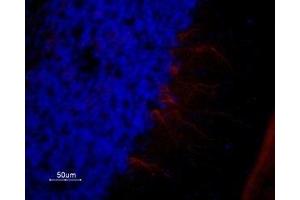 Expression of 5-Hydroxytryptamine receptor 1A in rat cerebellum - Immunohistochemical staining of rat cerebellum frozen section using Anti-5HT1A Receptor (HTR1A) Antibody (ABIN7043615, ABIN7045278 and ABIN7045279), (1:100). (Serotonin Receptor 1A 抗体  (AA 251-266))