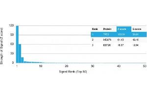 Protein Array (PAr) image for anti-Tumor Protein P53 (TP53) antibody (ABIN6940777)