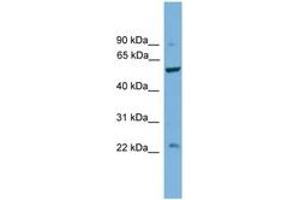 Image no. 1 for anti-Protein Phosphatase 5, Catalytic Subunit (PPP5C) (C-Term) antibody (ABIN6746460) (PP5 抗体  (C-Term))