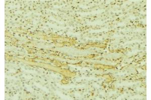 ABIN6277507 at 1/100 staining Mouse kidney tissue by IHC-P. (C10orf2 抗体  (C-Term))