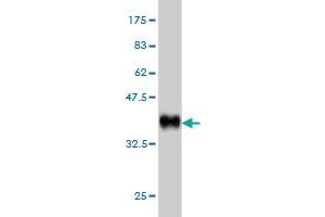 Western Blot detection against Immunogen (36.