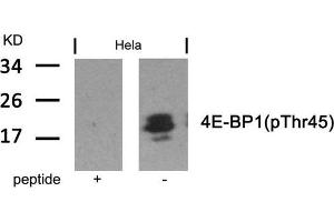 Western blot analysis of extracts from Hela cells using 4E-BP1(Phospho-Thr45) Antibody and the same antibody preincubated with blocking peptide.