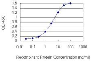 Detection limit for recombinant GST tagged RHOXF1 is 0. (RHOXF1 抗体  (AA 1-110))