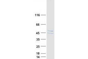Western Blotting (WB) image for Actin-Binding rho Activating Protein (ABRA) protein (Myc-DYKDDDDK Tag) (ABIN2714291)