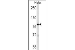 STAT2 Antibody (N-term) (ABIN657671 and ABIN2846664) western blot analysis in Hela cell line lysates (35 μg/lane). (STAT2 抗体  (N-Term))