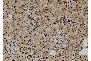 ABIN6277344 at 1/100 staining Rat kidney tissue by IHC-P. (VCP 抗体  (Internal Region))