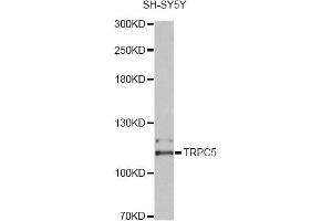 Western blot analysis of extracts of SH-SY5Y cells, using TRPC5 antibody (ABIN4905502) at 1:2000 dilution. (TRPC5 抗体)