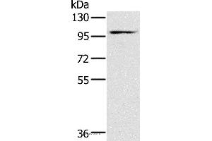 Western blot analysis of Mouse heart tissue, using KCNQ5 Polyclonal Antibody at dilution of 1:500 (KCNQ5 抗体)