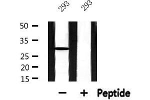Western blot analysis of extracts from 293, using RPS3 Antibody. (RPS3 抗体  (Internal Region))