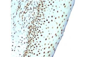 Formalin-fixed, paraffin-embedded human Tonsil stained with Pan-Nuclear Antigen Monoclonal Antibody (NM106). (Nuclear Antigen (Pan-Nuclear Marker) 抗体)