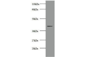 Western blot All lanes: Creatine kinase M-type antibody at 2 μg/mL + 293T whole cell lysate Secondary Goat polyclonal to rabbit IgG at 1/10000 dilution Predicted band size: 44 kDa Observed band size: 44 kDa (CKM 抗体  (AA 1-379))