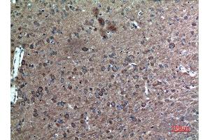 Immunohistochemistry (IHC) analysis of paraffin-embedded Mouse Brain, antibody was diluted at 1:100. (FAF1 抗体  (Internal Region))