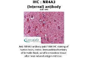 Image no. 1 for anti-Nuclear Receptor Subfamily 4, Group A, Member 3 (NR4A3) (Internal Region) antibody (ABIN1737511) (NR4A3 抗体  (Internal Region))