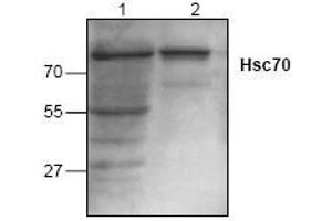 Image no. 1 for anti-Heat Shock 70kDa Protein 8 (HSPA8) antibody (ABIN127004) (Hsc70 抗体)