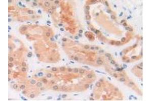 IHC-P analysis of Human Kidney Tissue, with DAB staining. (MIF 抗体  (AA 3-111))