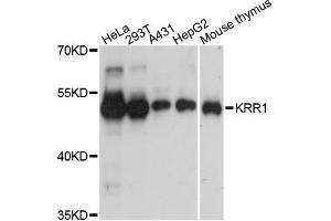 Western blot analysis of extracts of various cell lines, using KRR1 antibody (ABIN5972543) at 1:3000 dilution. (KRR1 抗体)
