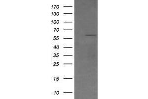 Image no. 1 for anti-CD19 Molecule (CD19) antibody (ABIN1497182) (CD19 抗体)